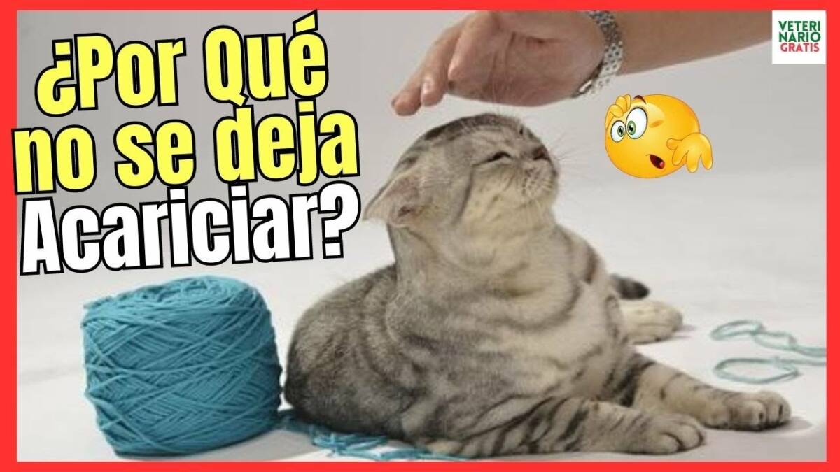 ¿POR QUÉ MI GATO NO DE DEJA ACARICIAR?