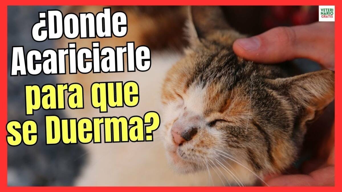 ¿DÓNDE ACARICIAR A UN GATO PARA QUE RONRONEE Y SE DUERMA?