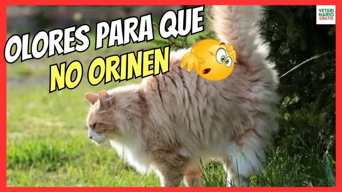 OLORES PARA QUE LOS GATOS NO ORINEN