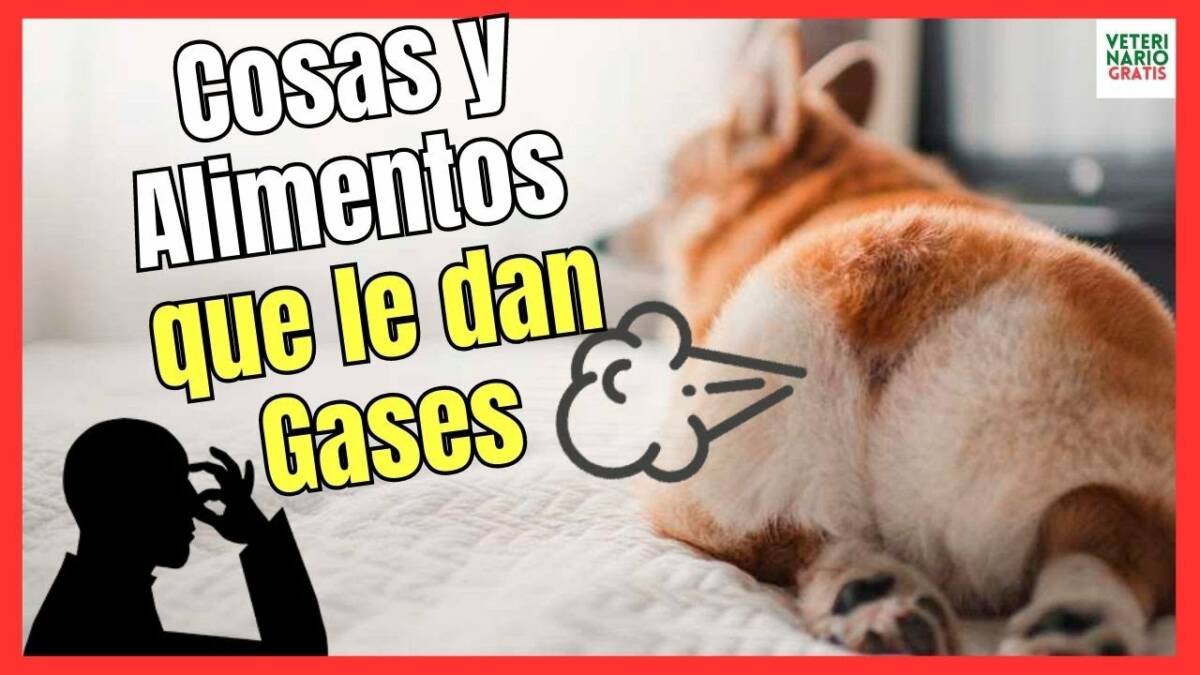 COSAS Y ALIMENTOS QUE PRODUCEN GASES EN PERROS