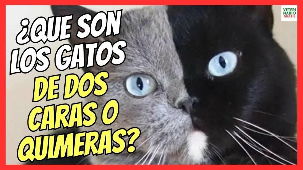 Gatos de dos caras o quimera origen y