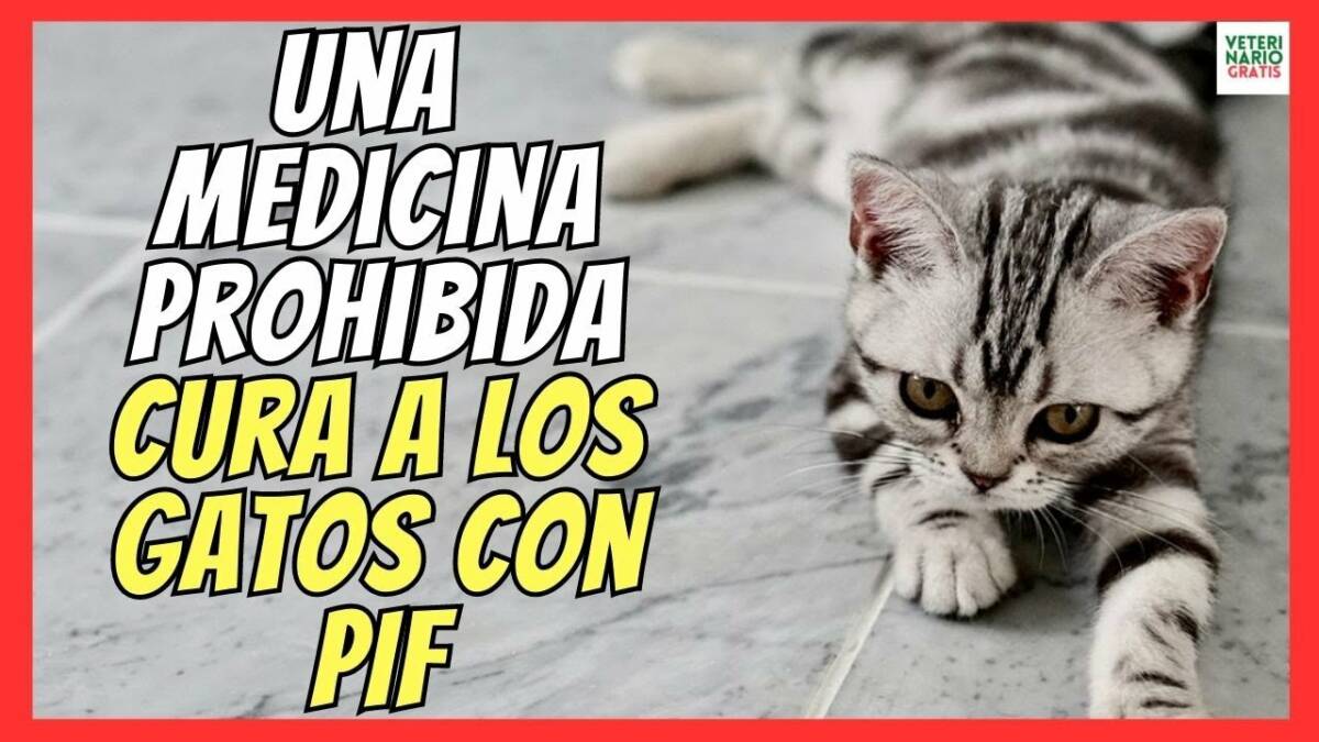 MEDICAMENTO ILEGAL CURA A MILLONES DE GATOS CON PIF Peritonitis Infecciosa Felina