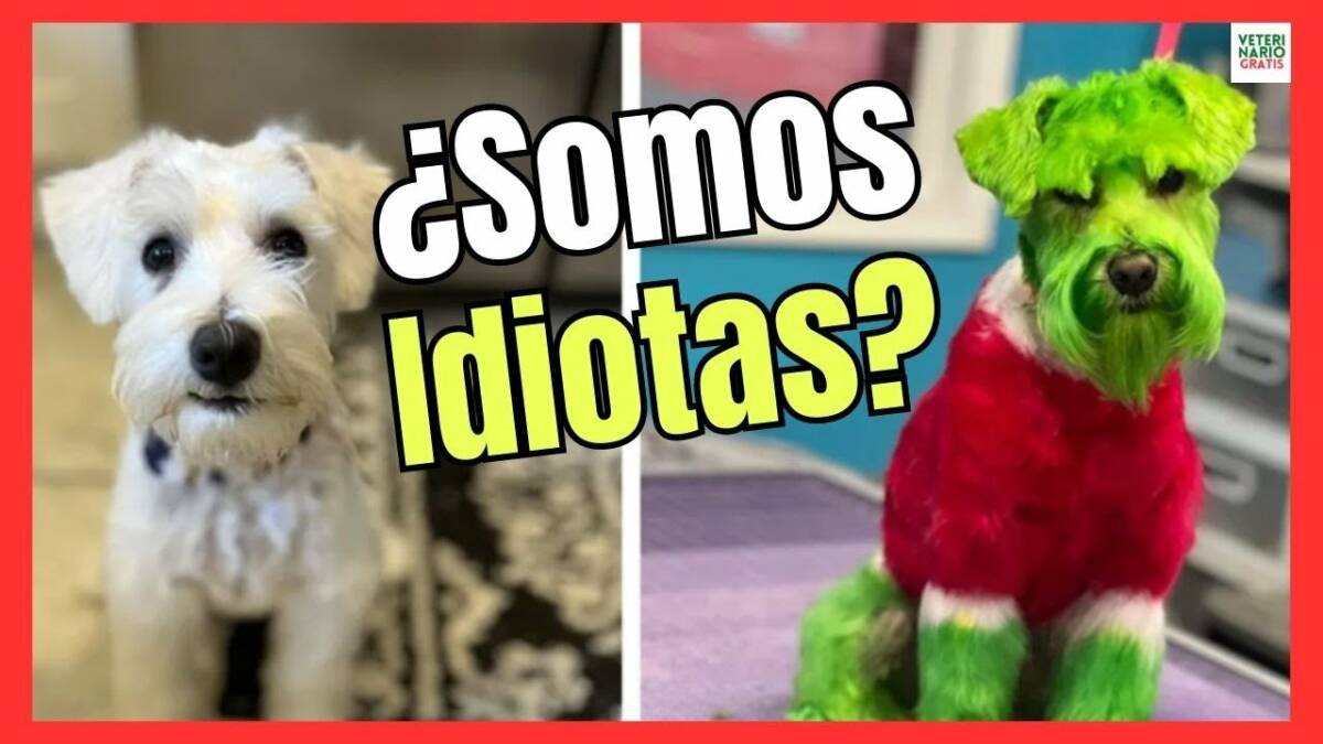 ¿POR QUÉ NUNCA DEBES UTILIZAR TINTES PARA PERROS?