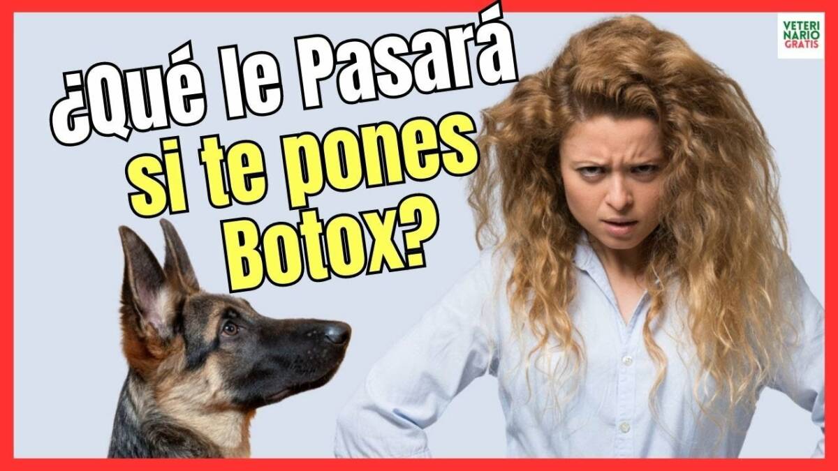 IMPACTO DEL BOTOX EN LA COMUNICACIÓN EMOCIONAL EN PERROS Y GATOS