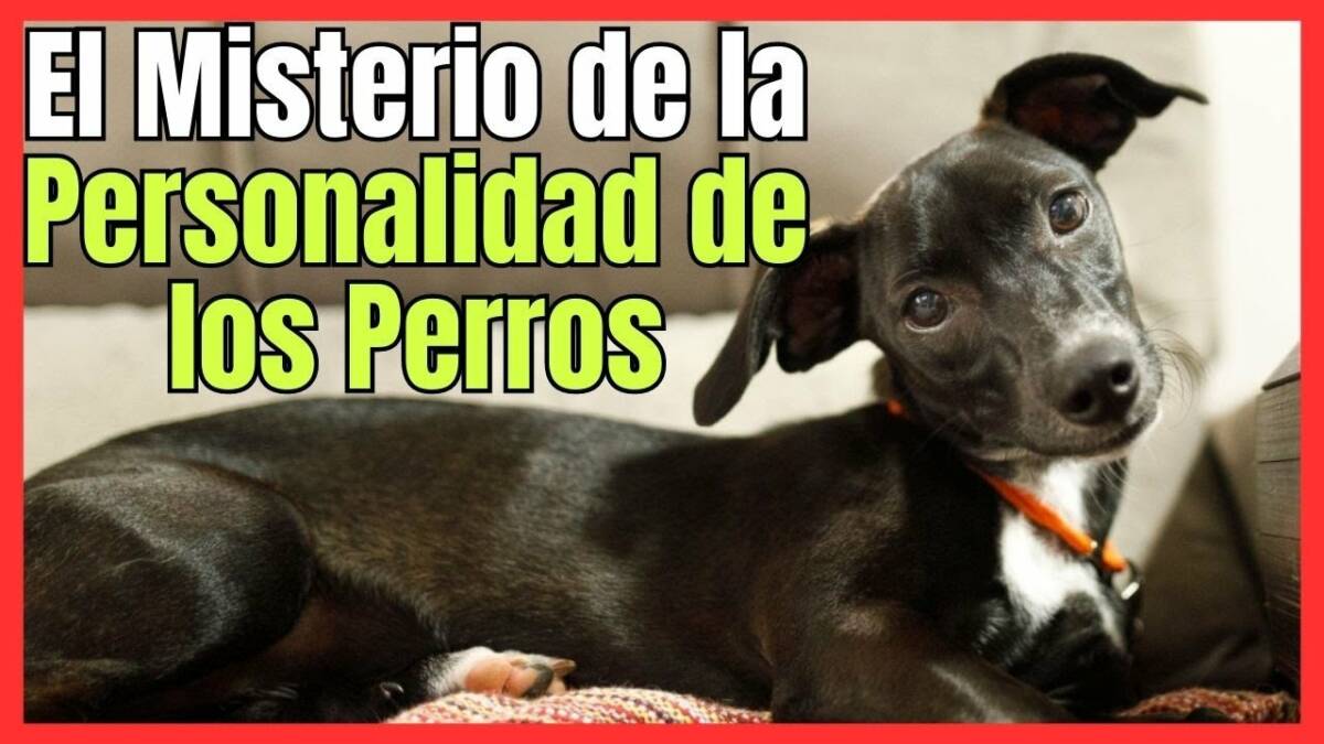 EL MISTERIO DE LA PERSONALIDAD DE LOS PERROS ¿DE QUÉ DEPENDE?