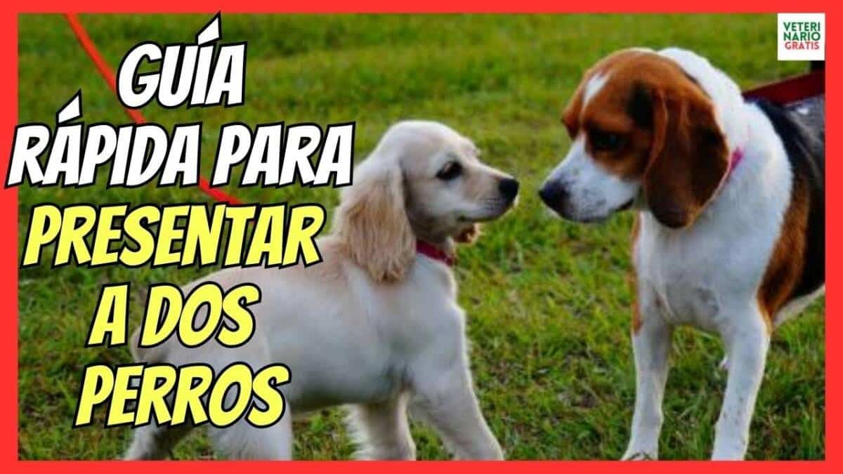 GUÍA RÁPIDA PARA COMO PRESENTAR A DOS PERROS Y QUE SE LLEVEN BIEN