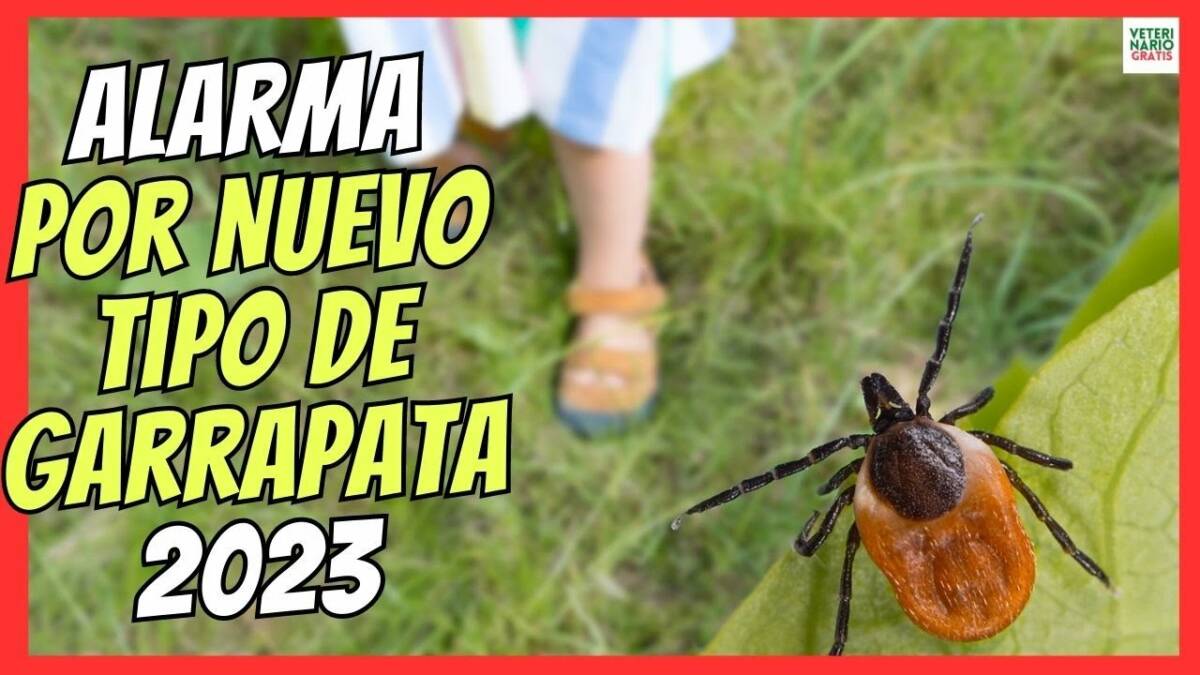 ALARMA POR NUEVA GARRAPATA EN ESPAÑA 2023 PLAGA DE PICADURAS EN PERROS Y HUMANOS