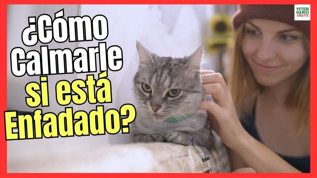 ¿CÓMO CALMAR A UN GATO ENFADADO?