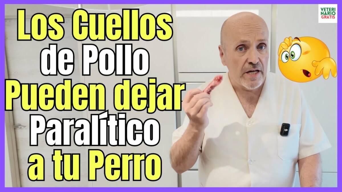 INCREIBLE DESCUBRIMIENTO PARALISIS EN PERROS POR INTOXICACIÓN CON CUELLOS DE POLLO