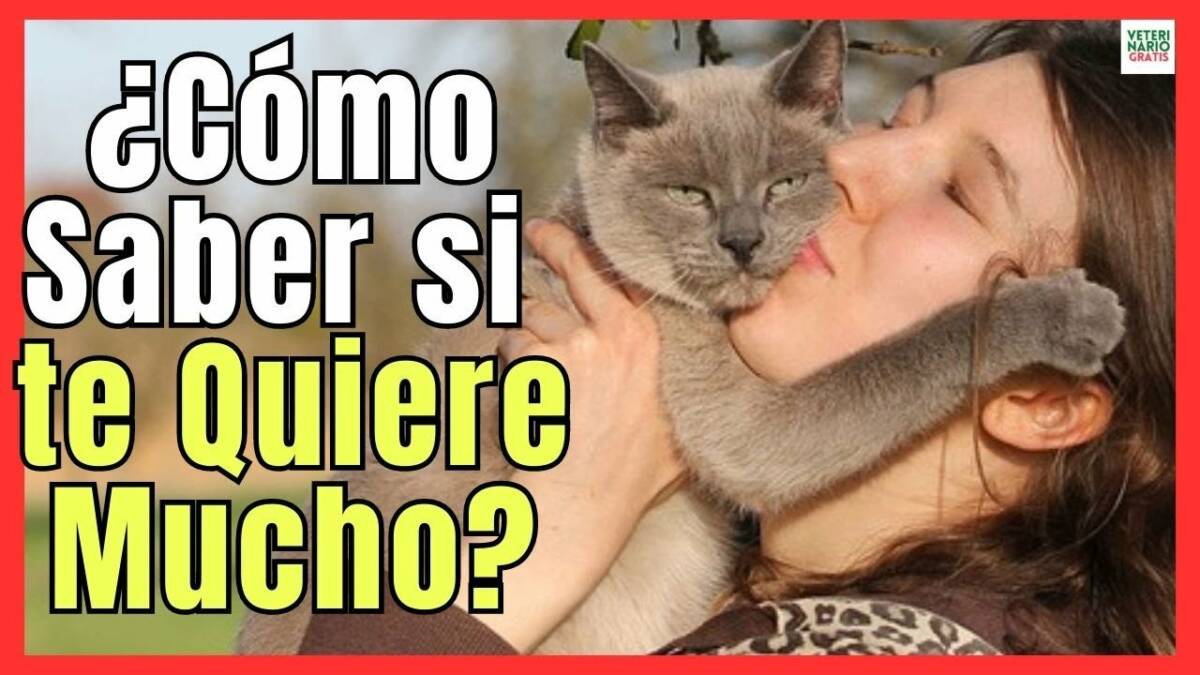 ¿CÓMO SABER SI MI GATO ME QUIERE MUCHO Y ES FELIZ? 8 SEÑALES CLARAS