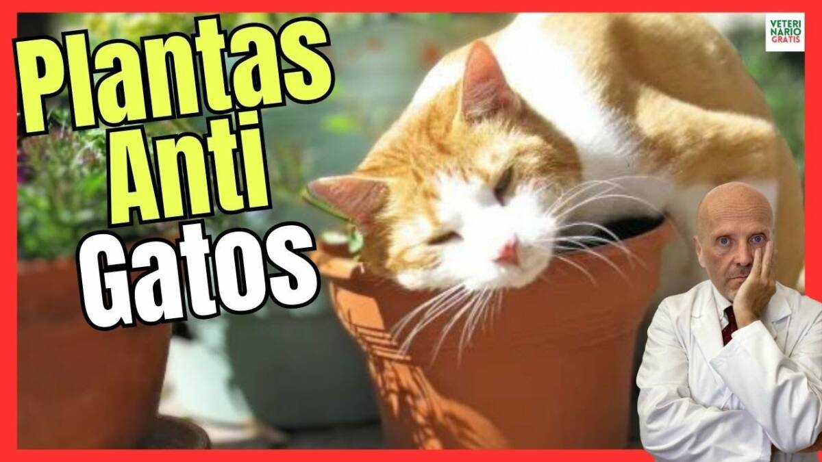 PLANTAS ANTI GATOS CON REPELENTES NATURALES PARA GATOS Y PERROS