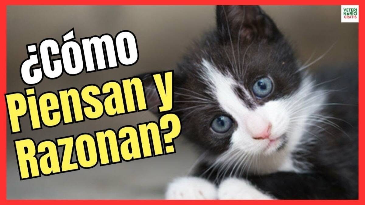 ¿CÓMO PIENSAN LOS GATOS DOMÉSTICOS? CARACTERÍSTICAS DE SU RAZONAMIENTO