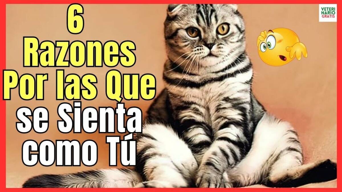 6 RAZONES POR LAS QUE SE VEN A LOS GATOS SENTADOS COMO HUMANOS