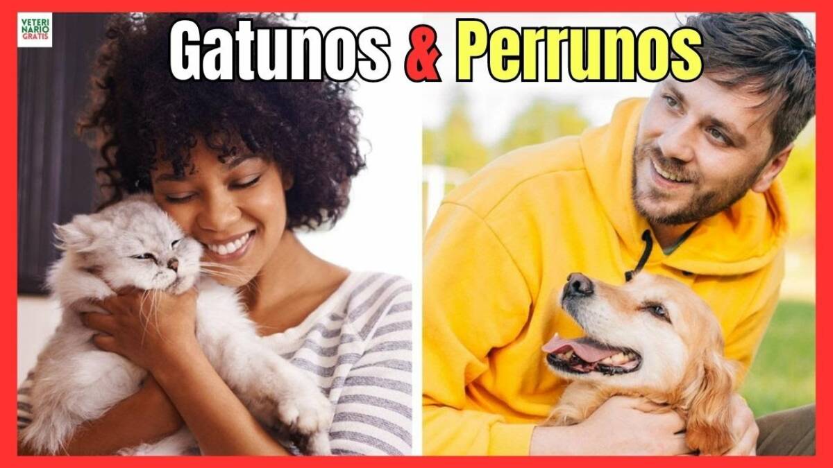 DIFERENCIAS ENTRE HUMANOS GATUNOS Y PERRUNOS