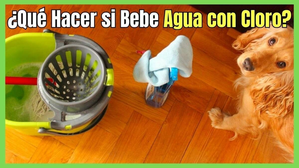 Qué hacer si mi perro bebe agua con cloro lejía o