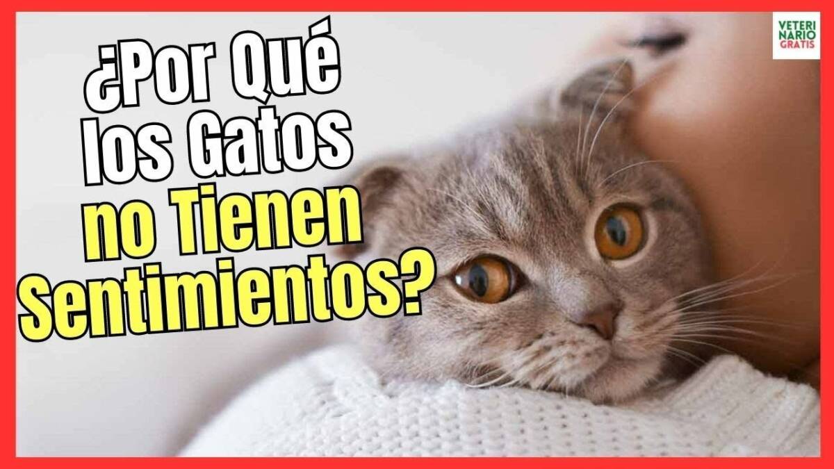 Los gatos tienen sentimientos o emociones