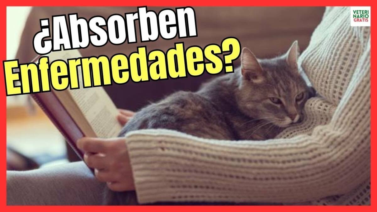 ¿LOS GATOS ABSORBEN LAS ENFERMEDADES DE SUS DUEÑOS?