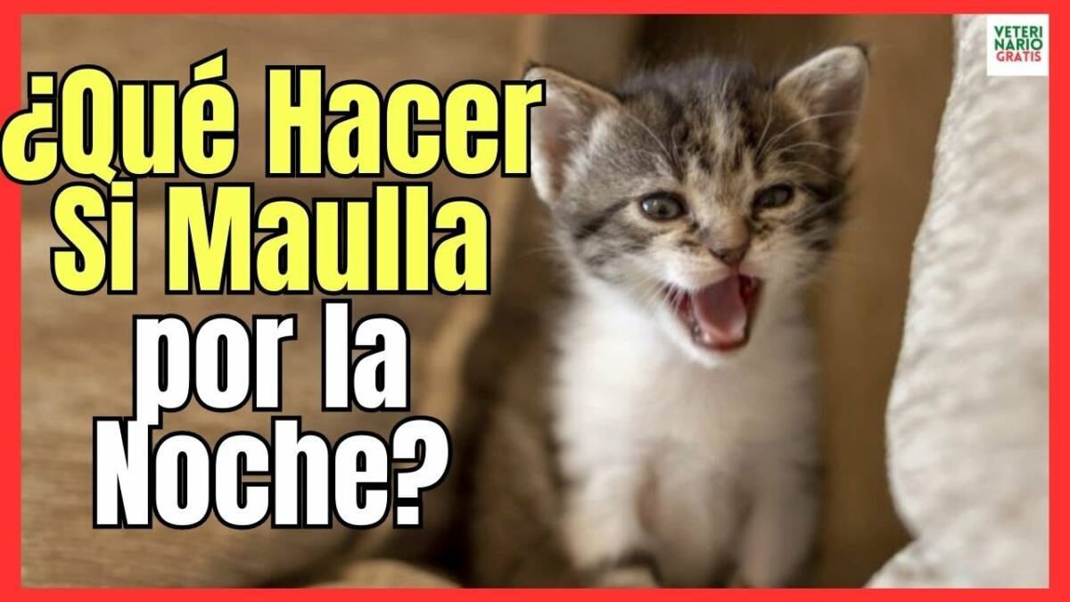 ¿QUÉ HACER SI MI GATO MAULLA POR LA NOCHE?