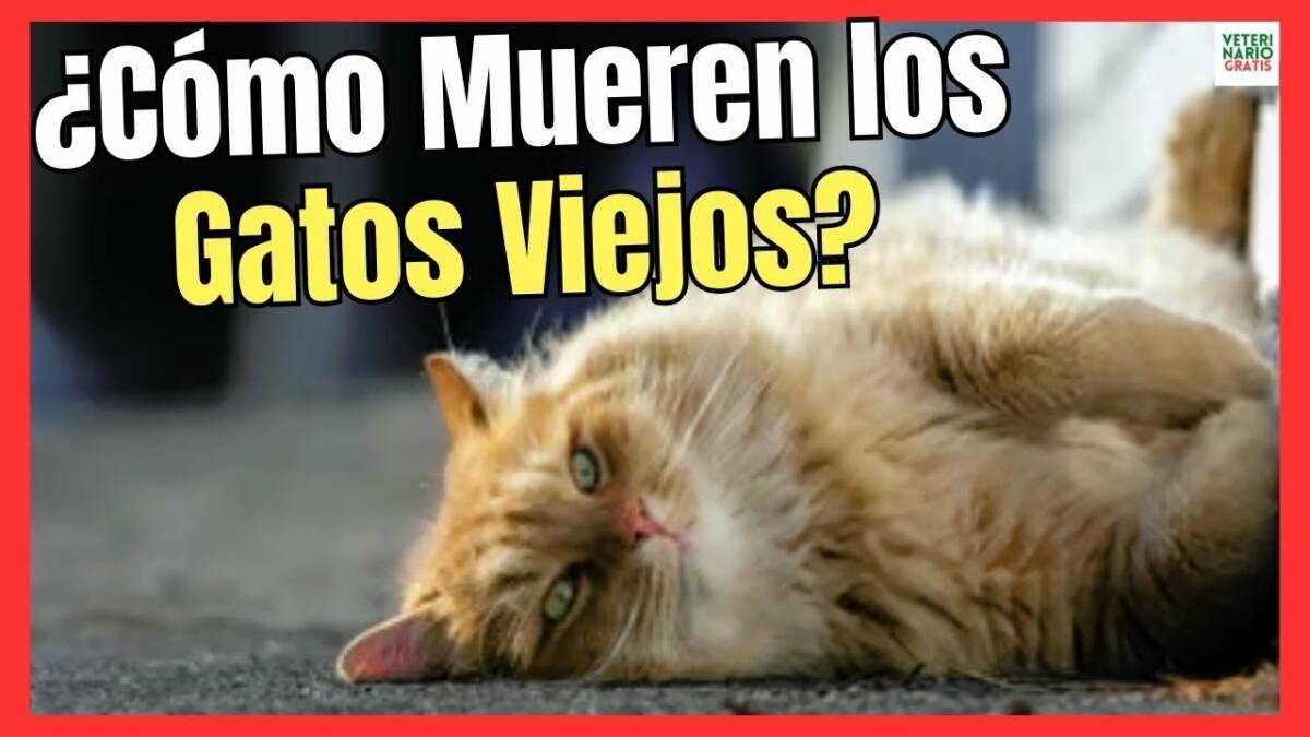 ¿CÓMO MUEREN LOS GATOS VIEJOS?