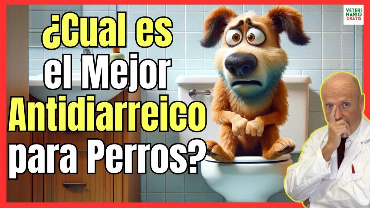 ¿CUAL ES EL MEJOR ANTIDIARREICO PARA PERROS?