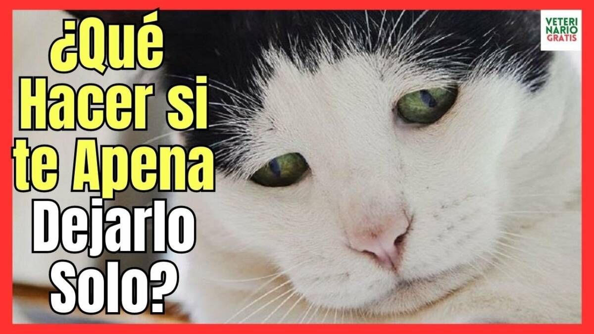 ¿QUÉ HACER SI ME DA PENA DEJAR A MI GATO SOLO EN CASA?