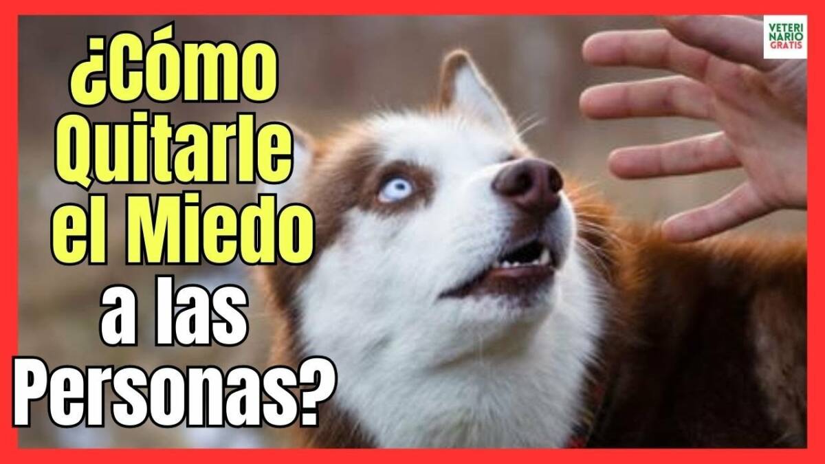 ¿CÓMO QUITAR EL MIEDO A UN PERRO A LAS PERSONAS?