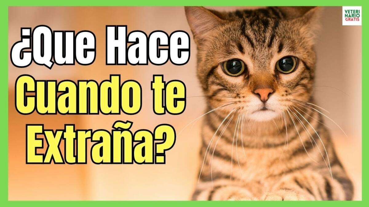 ¿QUE HACEN LOS GATOS CUANDO EXTRAÑAN A LOS DUEÑOS?