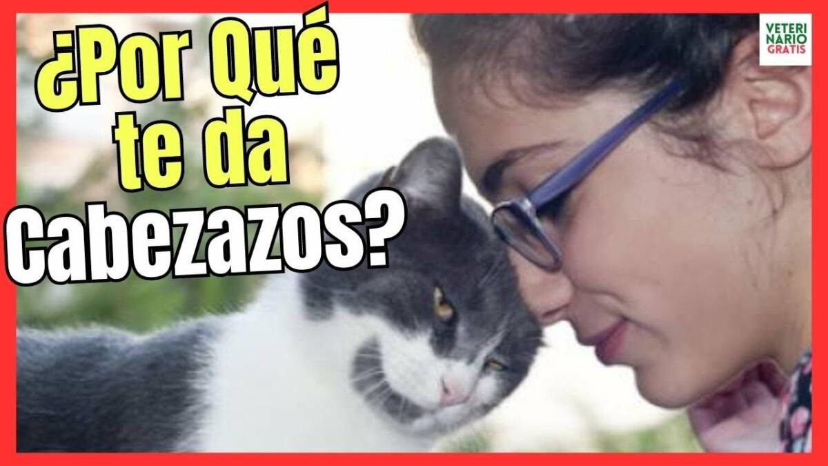 ¿PORQUE MI GATO ME DA CABEZAZOS EN LA CARA?