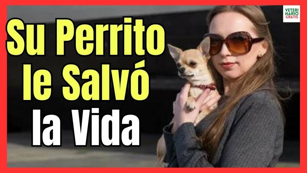 Perro chihuahua evita que mujer sea asesinada por