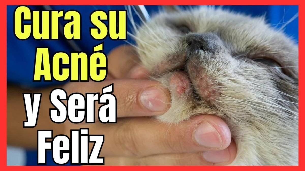 ¿CÓMO CURAR EL ACNÉ PUNTOS NEGROS EN GATOS CON TRATAMIENTO CASERO?