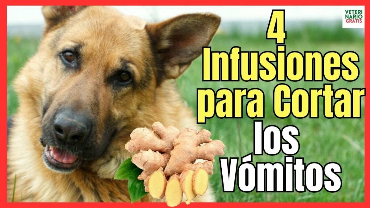 INFUSIONES PARA CORTAR EL VÓMITO EN PERROS JENGIBRE, MANZANILLA, HINOJO Y MENTA