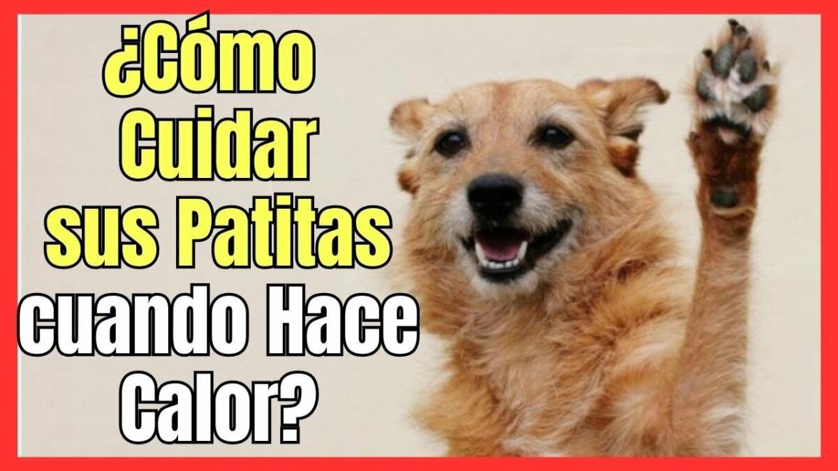 ¿CÓMO CUIDAR LAS ALMOHADILLAS DE TU PERRO CUANDO HACE MUCHO CALOR?