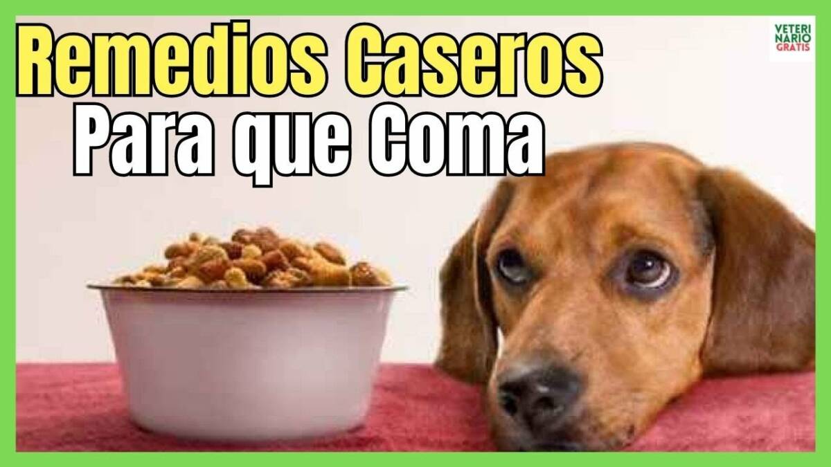 REMEDIOS CASEROS PARA PERROS QUE NO QUIEREN COMER