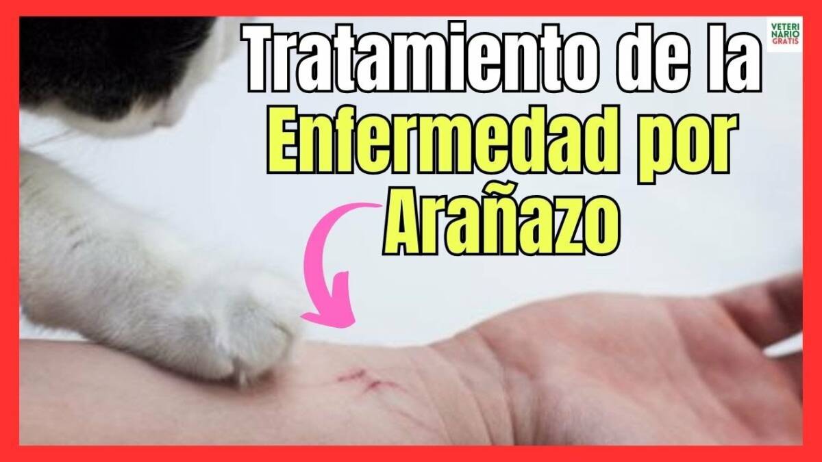 TRATAMIENTO DE LA ENFERMEDAD POR ARAÑAZO DE GATO