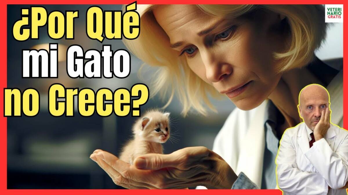 ¿PORQUE MI GATO NO CRECE?