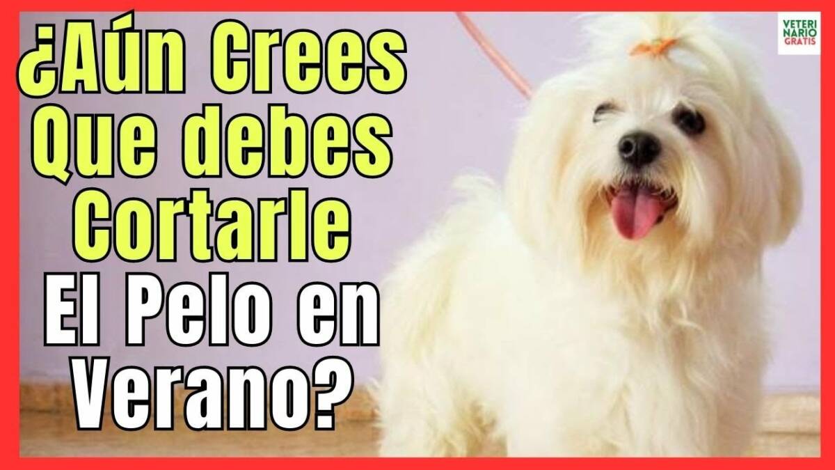 Es bueno cortar el pelo a los perros en verano