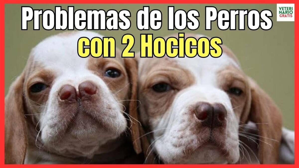 PROBLEMAS DE SALUD DE LOS PERROS CON DOS HOCICOS CATALBURUN