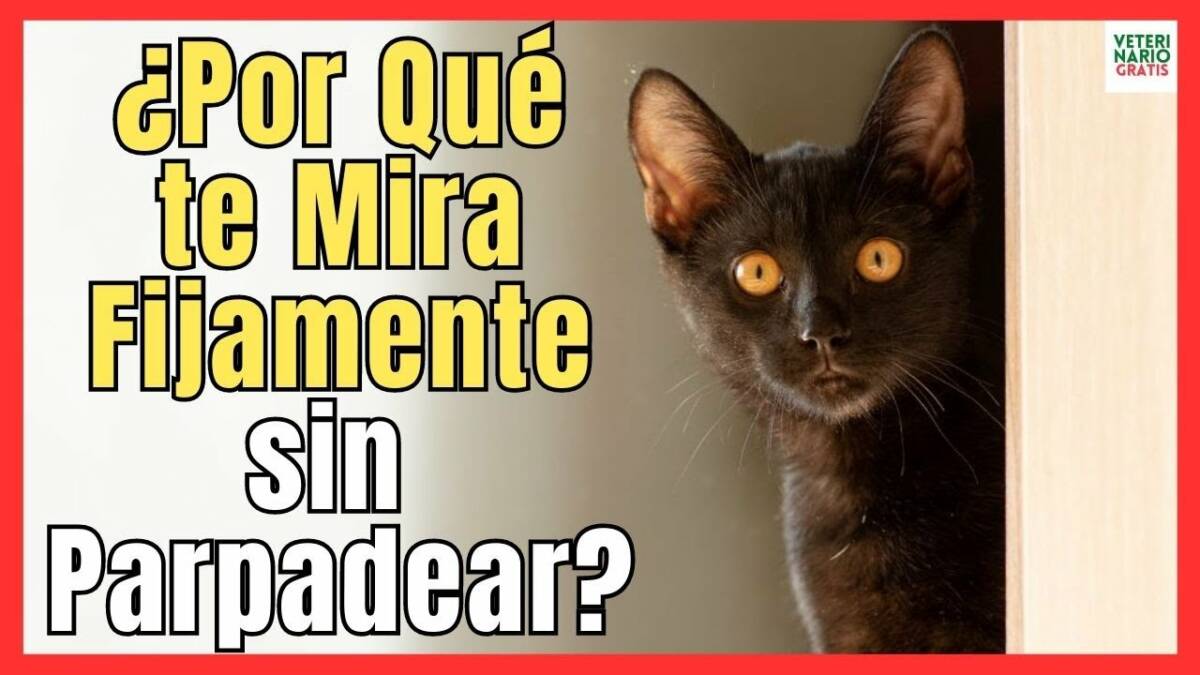 Porque mi gato me mira fijamente a los ojos sin