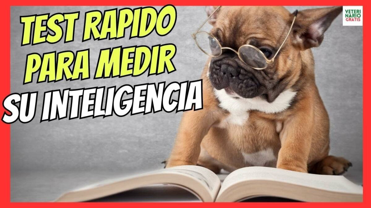 TEST RÁPIDO DE INTELIGENCIA PARA PERROS