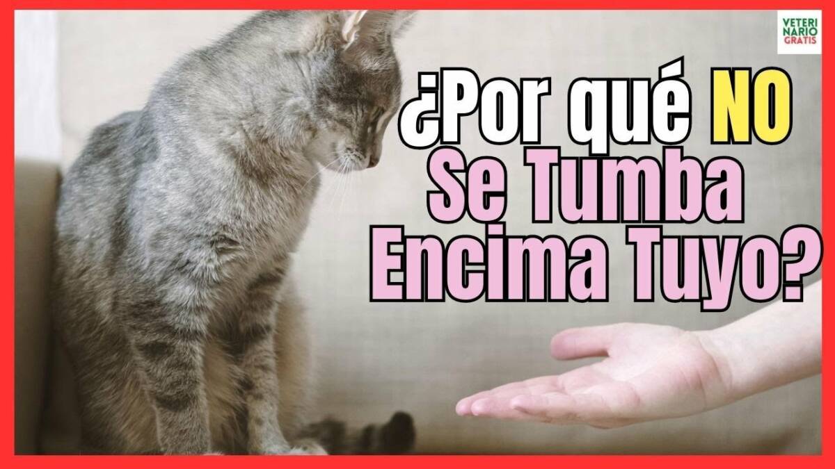 ¿PORQUÉ MI GATO NO SE TUMBA ENCIMA MIO? NO ME QUIERE