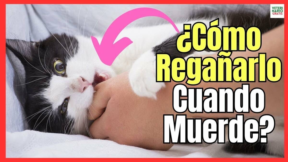 ¿CÓMO REGAÑAR A UN GATO CUANDO MUERDE Y ARAÑA?