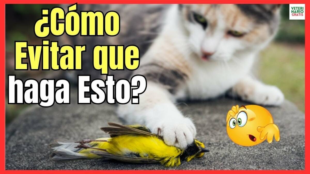 GATOS CAZADORES ¿COMO REDUCIR SU ANSIA POR CAZAR?