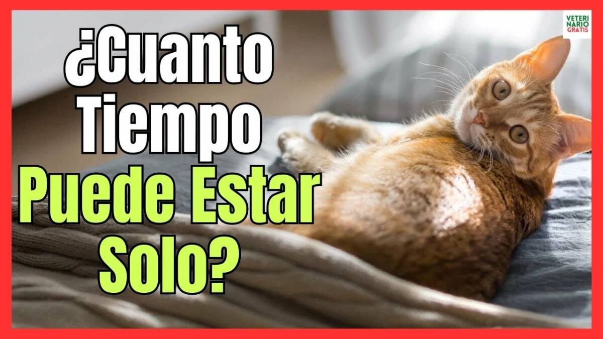 ¿CUANTO TIEMPO PUEDE ESTAR UN GATO SOLO EN CASA?