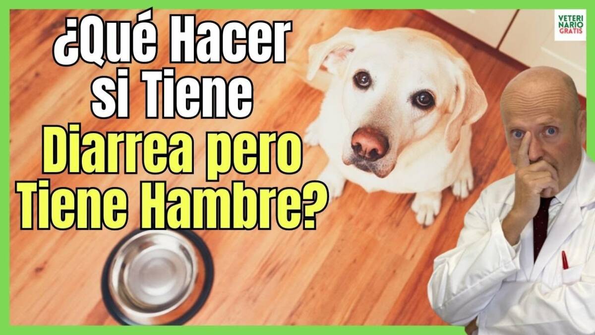 ¿QUÉ HACER SI MI PERRO TIENE DIARREA PERO TIENE HAMBRE A LA VEZ?