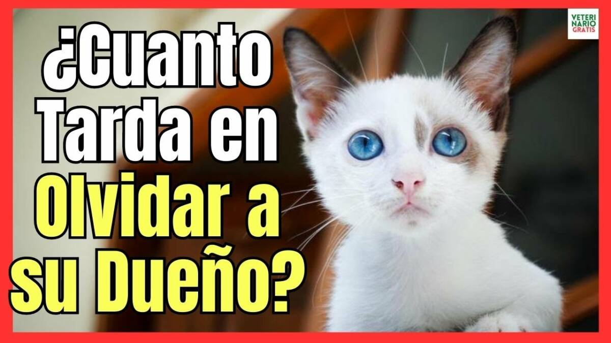 ¿CUANTO TARDA UN GATO EN OLVIDAR A SU DUEÑO?