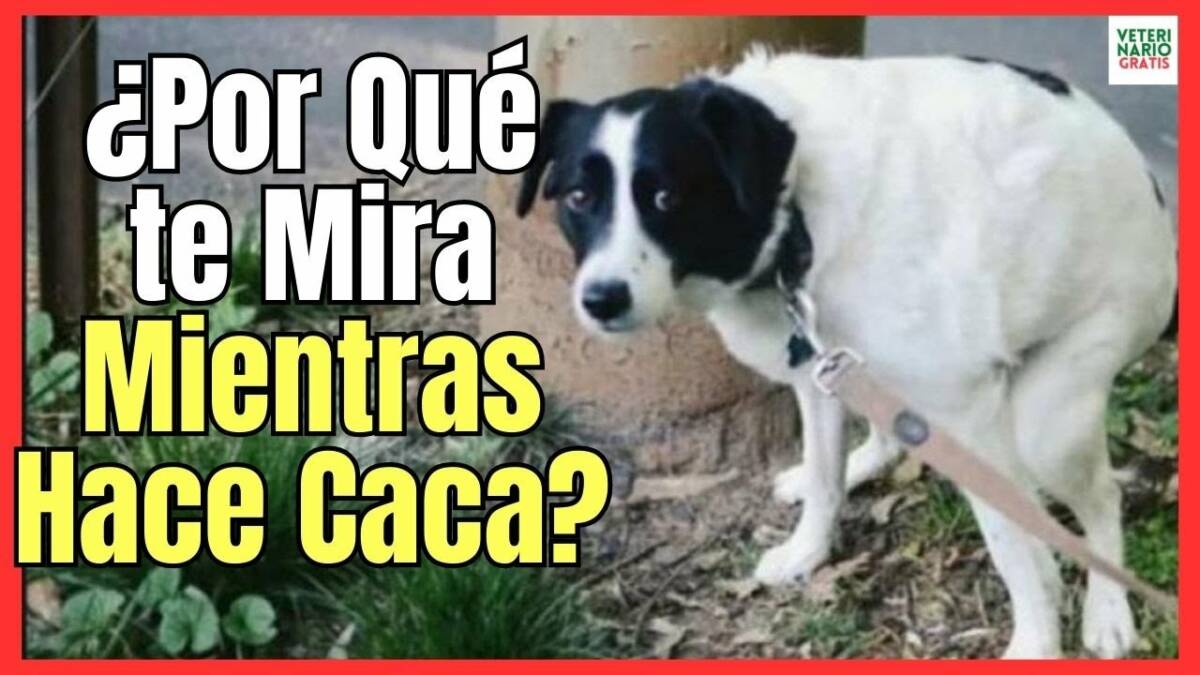 ¿PORQUE MI PERRO ME MIRA FIJAMENTE CUANDO HACE CACA?