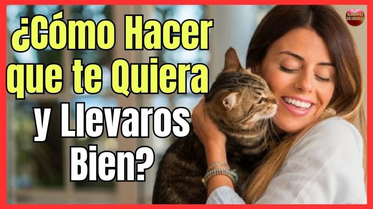 Cómo hacer que mi gato me quiera 12 consejos