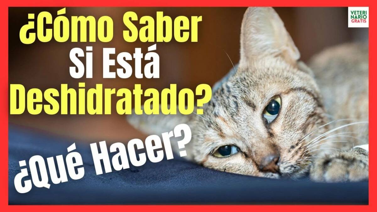 Cómo saber si mi gato está deshidratado cómo