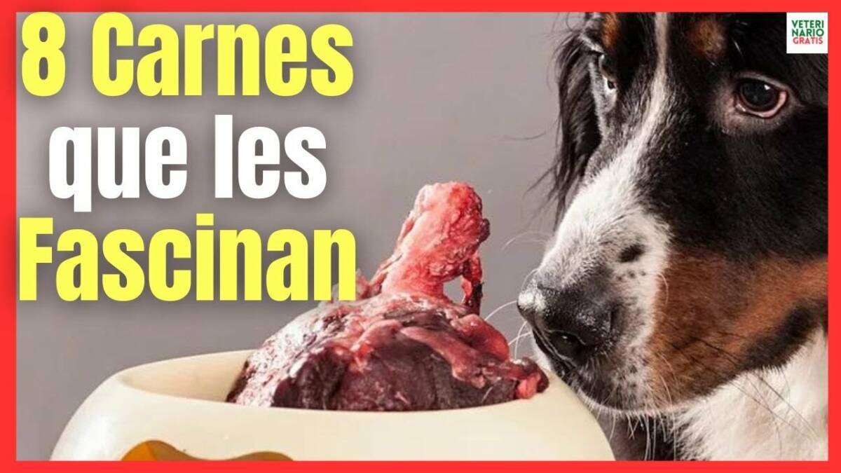 ¿QUÉ 8 TIPOS DE CARNE SON LOS MEJORES PARA LOS PERROS?