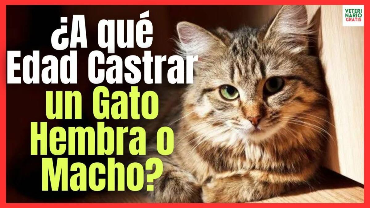 ¿CÚAL ES LA MEJOR EDAD PARA CASTRAR A UN GATO MACHO O HEMBRA?